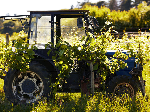 Weinstil – Heuriger und Weingut Wiltschko – weinbau-wiltschko.at